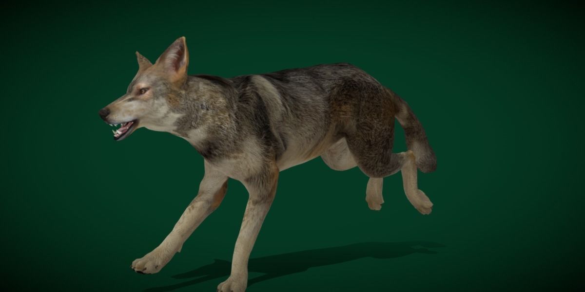 Indian Gray Wolf Low-poly 3D model_9