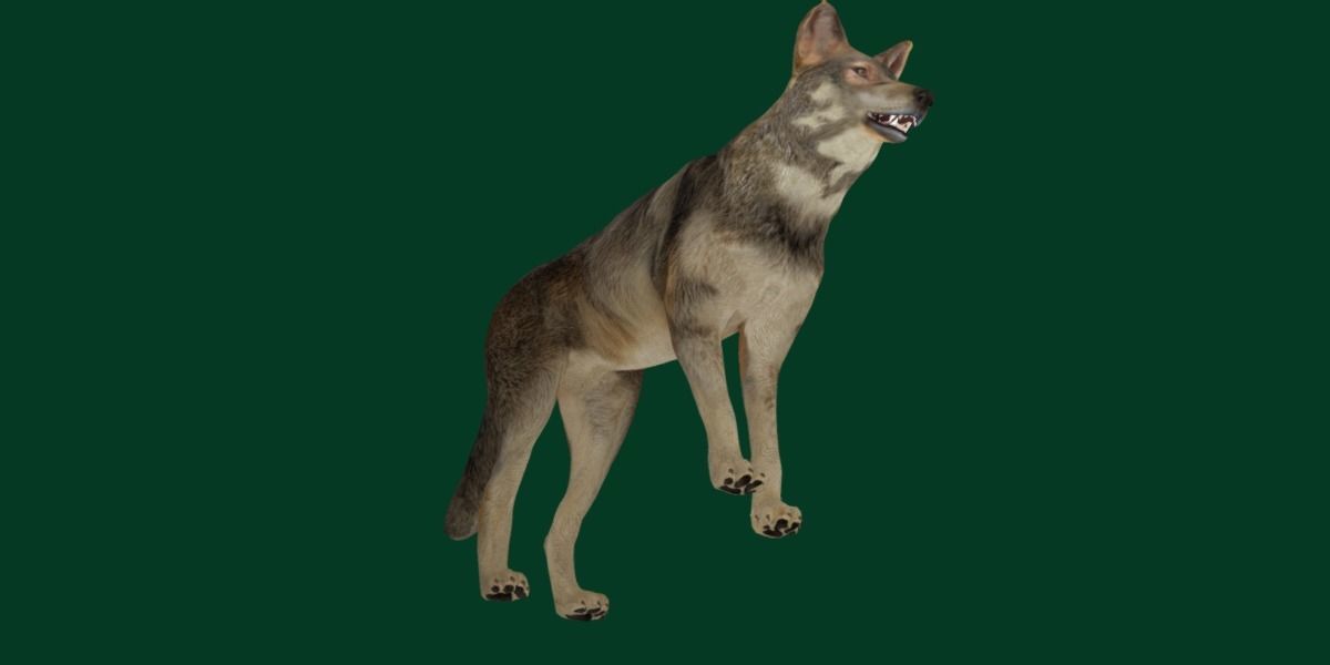 Indian Gray Wolf Low-poly 3D model_14