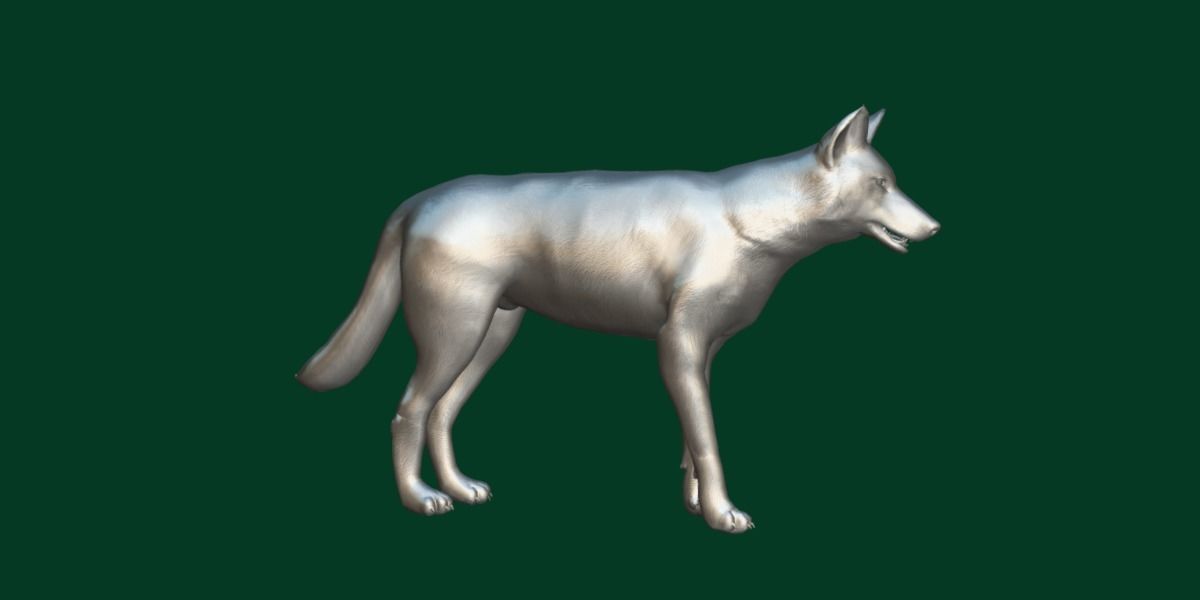 Indian Gray Wolf Low-poly 3D model_5