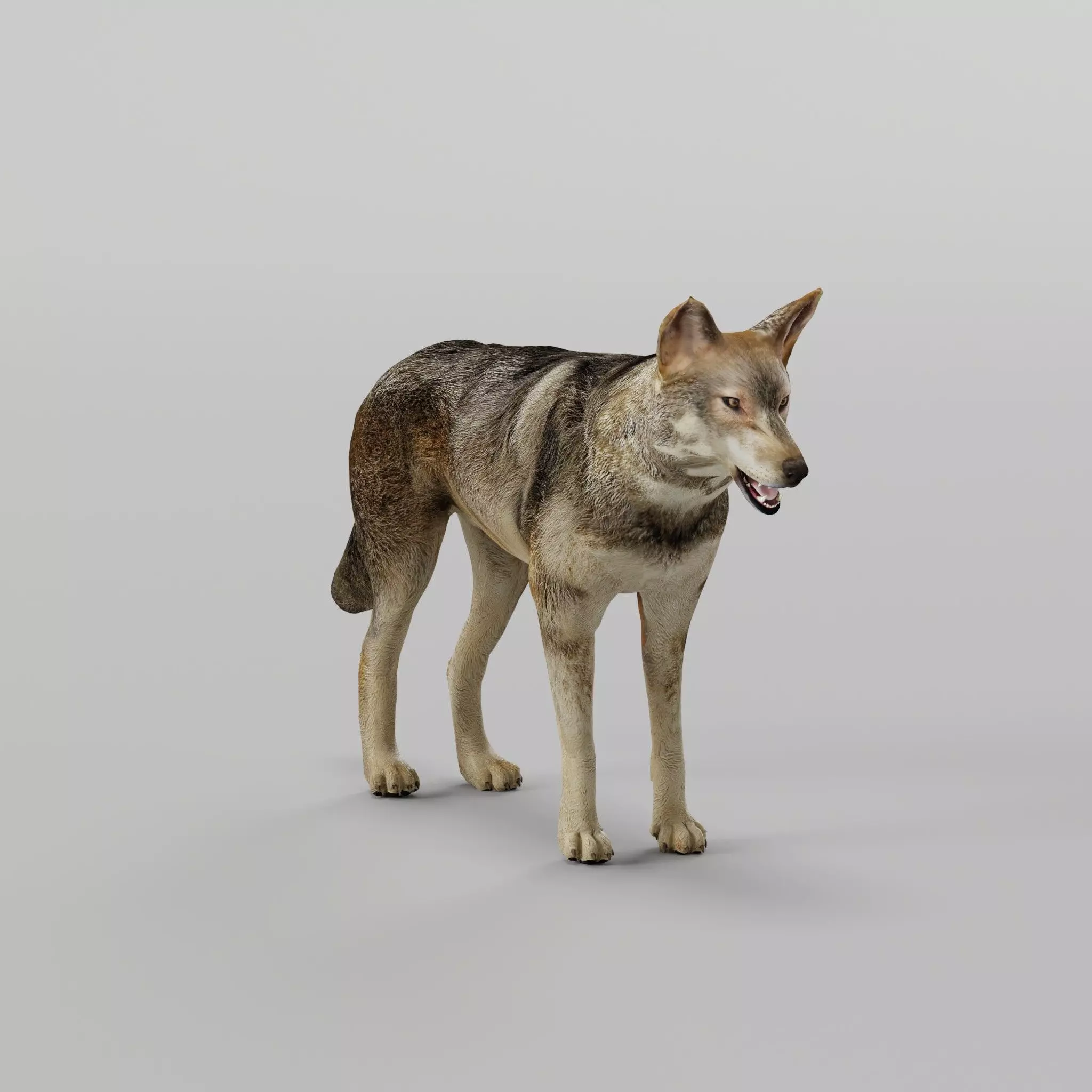 Indian Gray Wolf Low-poly 3D model_0