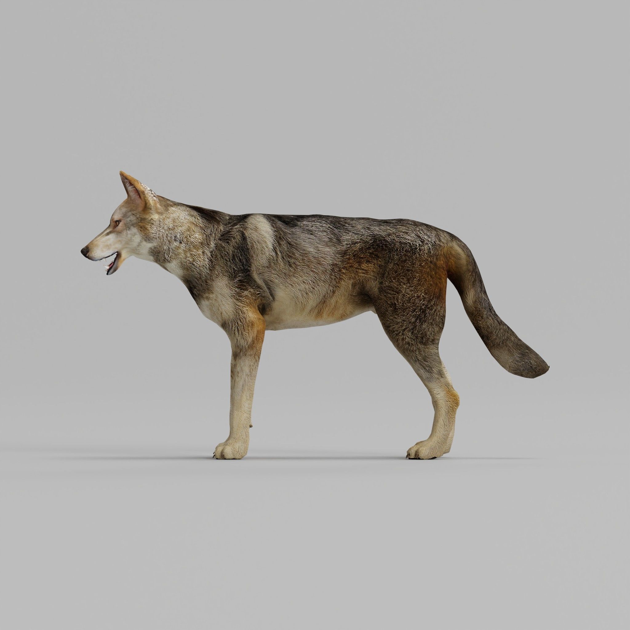 Indian Gray Wolf Low-poly 3D model_21