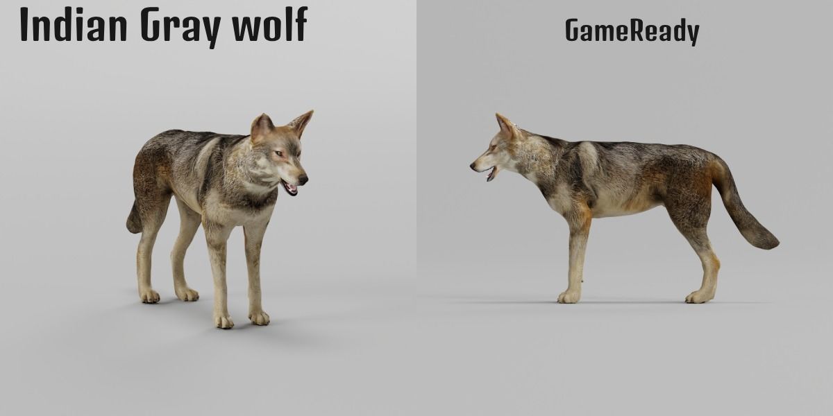 Indian Gray Wolf Low-poly 3D model_2