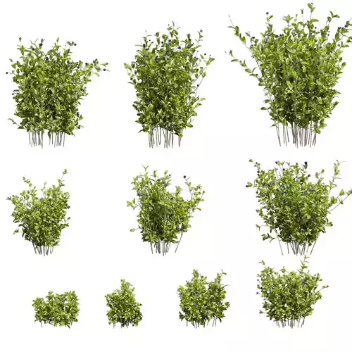 Collection plant vol 553 - blueberry -10 Unique Models