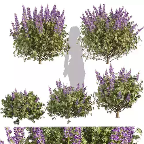 Collection plant vol 554 - Lupinus - Albifrons - bush 3D model