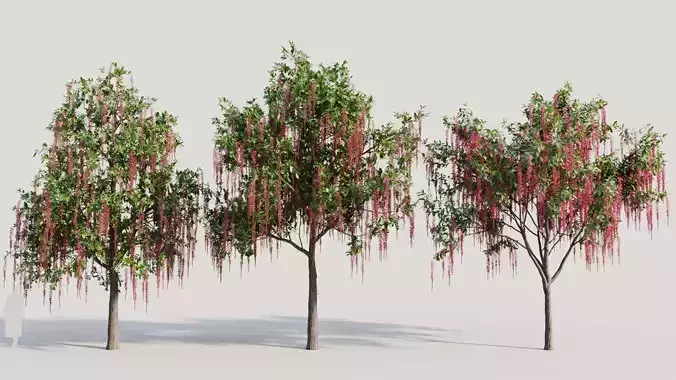 Barringtonia Acutangula a