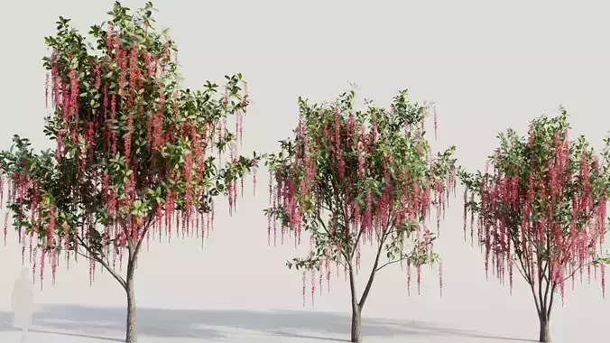 Barringtonia Acutangula b