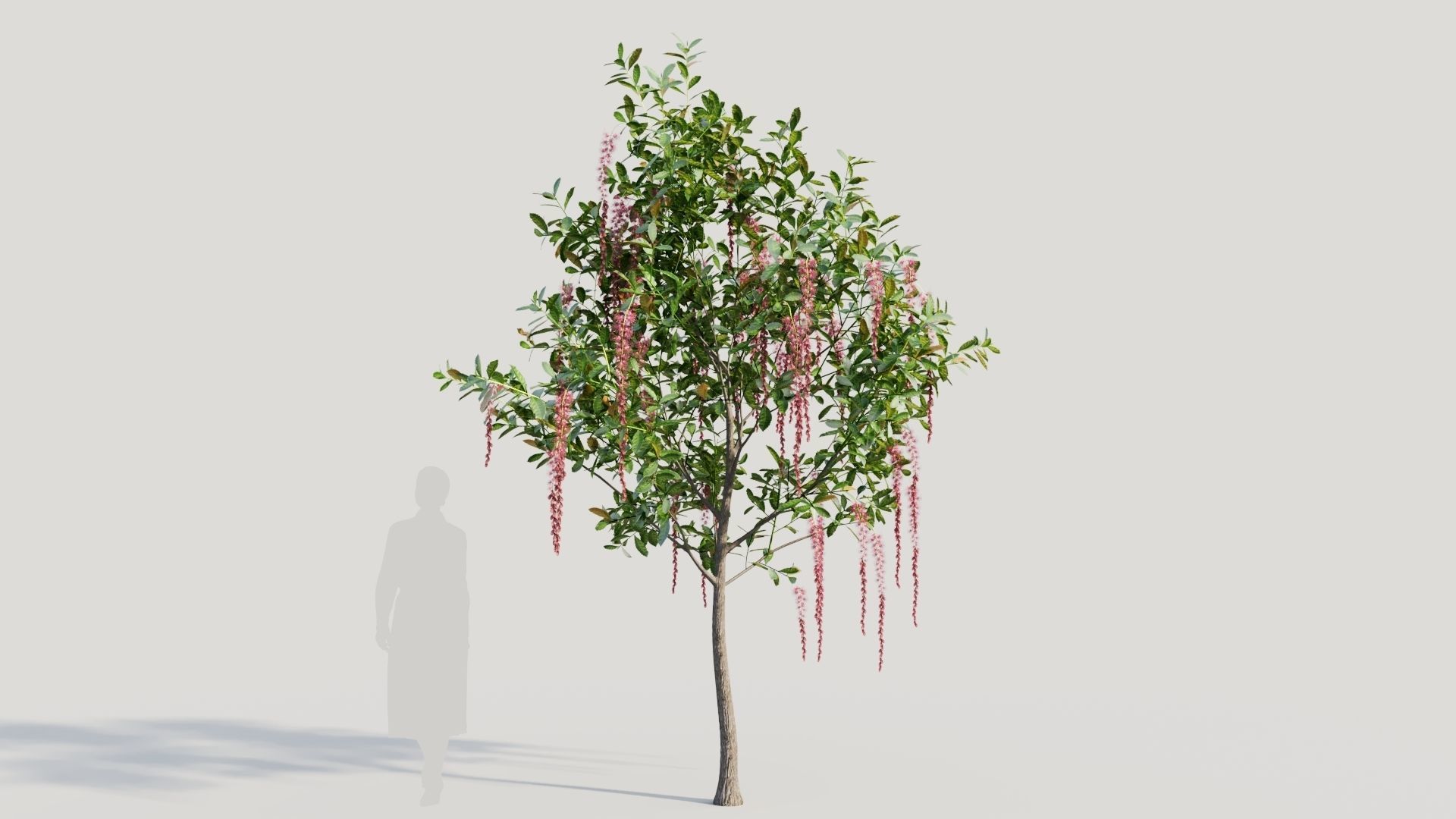 Barringtonia Acutangula c 3D model_7