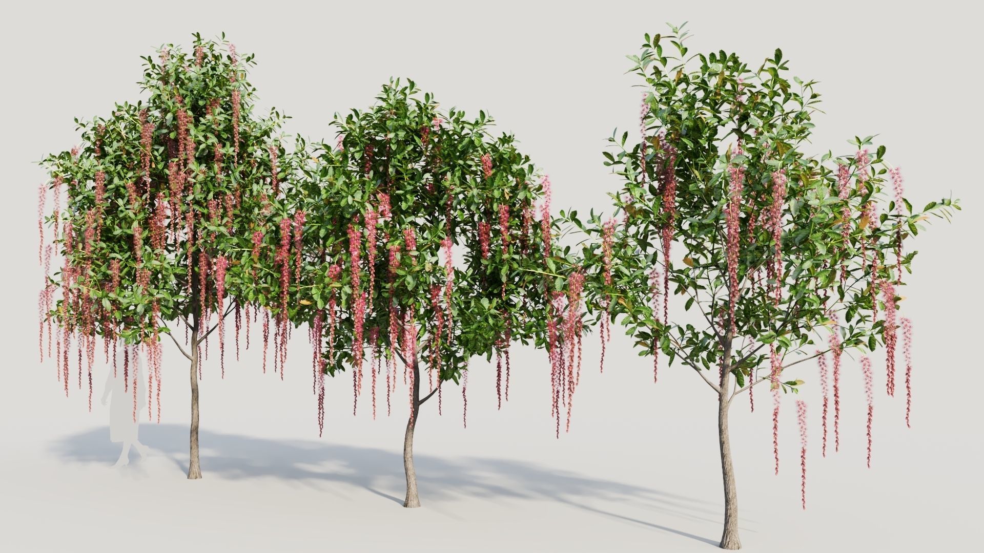 Barringtonia Acutangula c 3D model_1