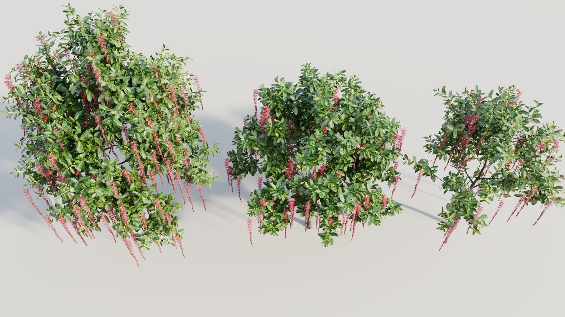 Barringtonia Acutangula c 3D model_2