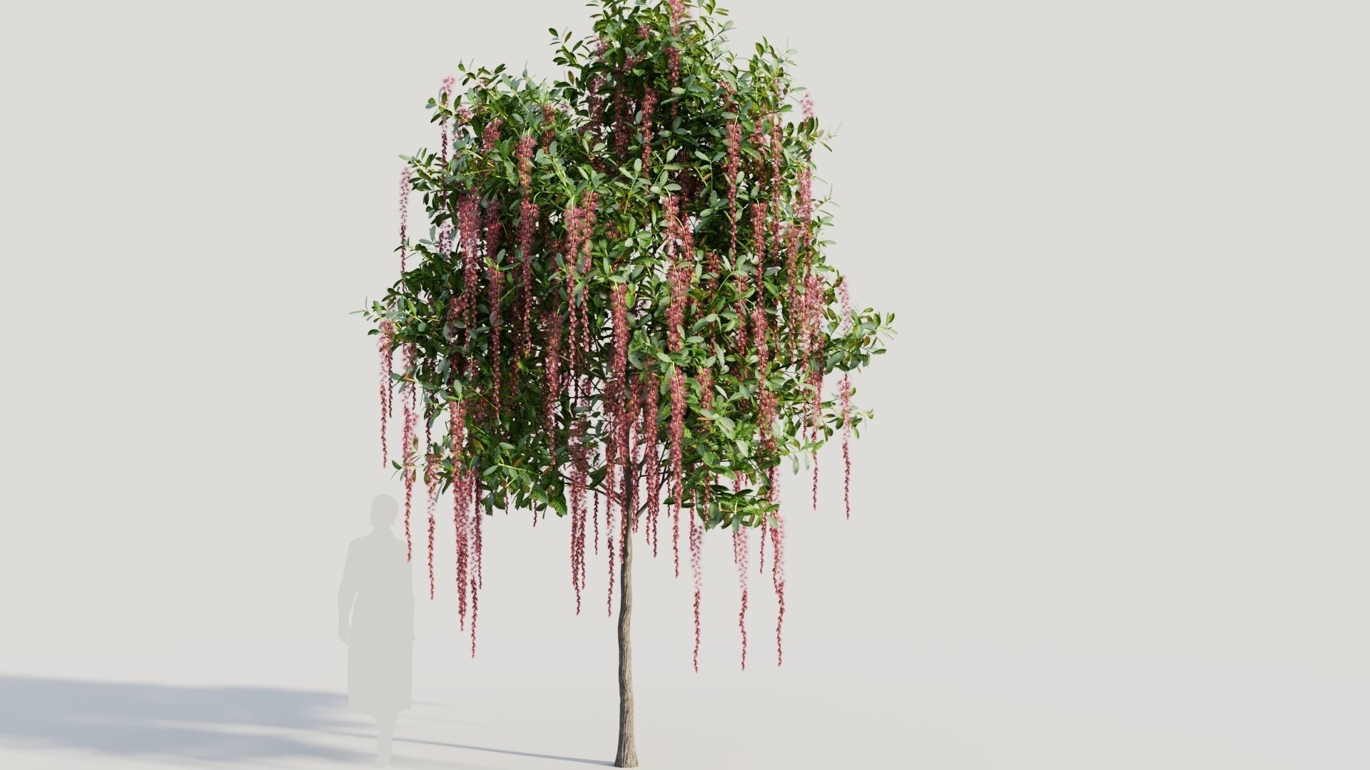 Barringtonia Acutangula c 3D model_5