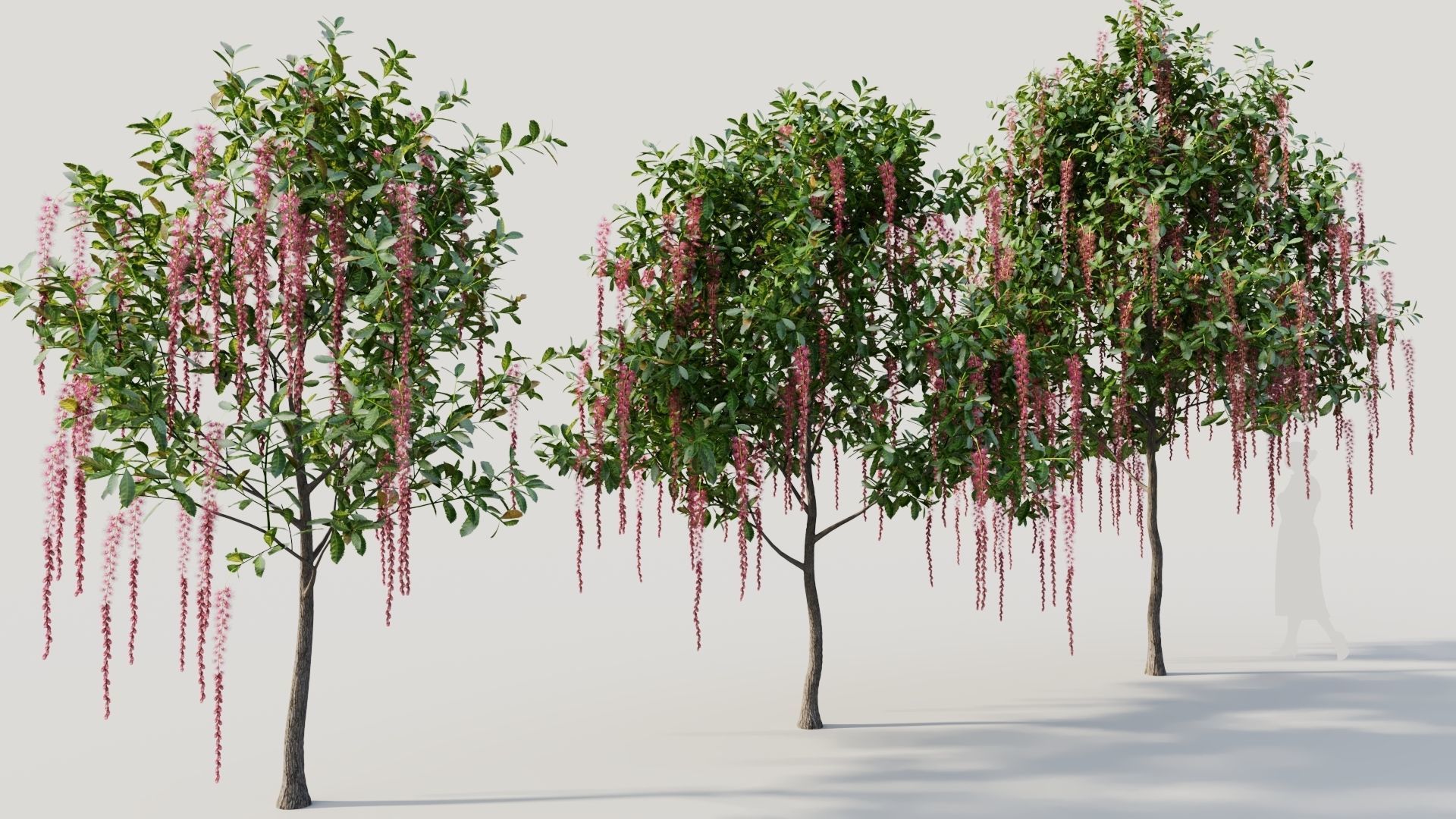 Barringtonia Acutangula c 3D model_4