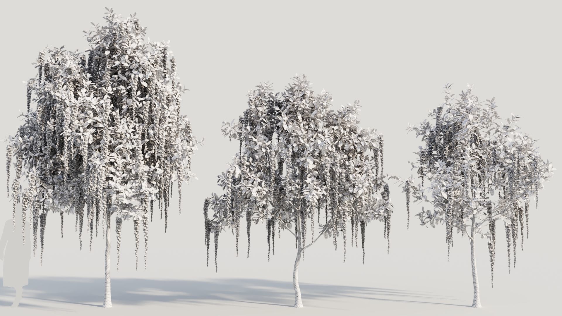 Barringtonia Acutangula c 3D model_8