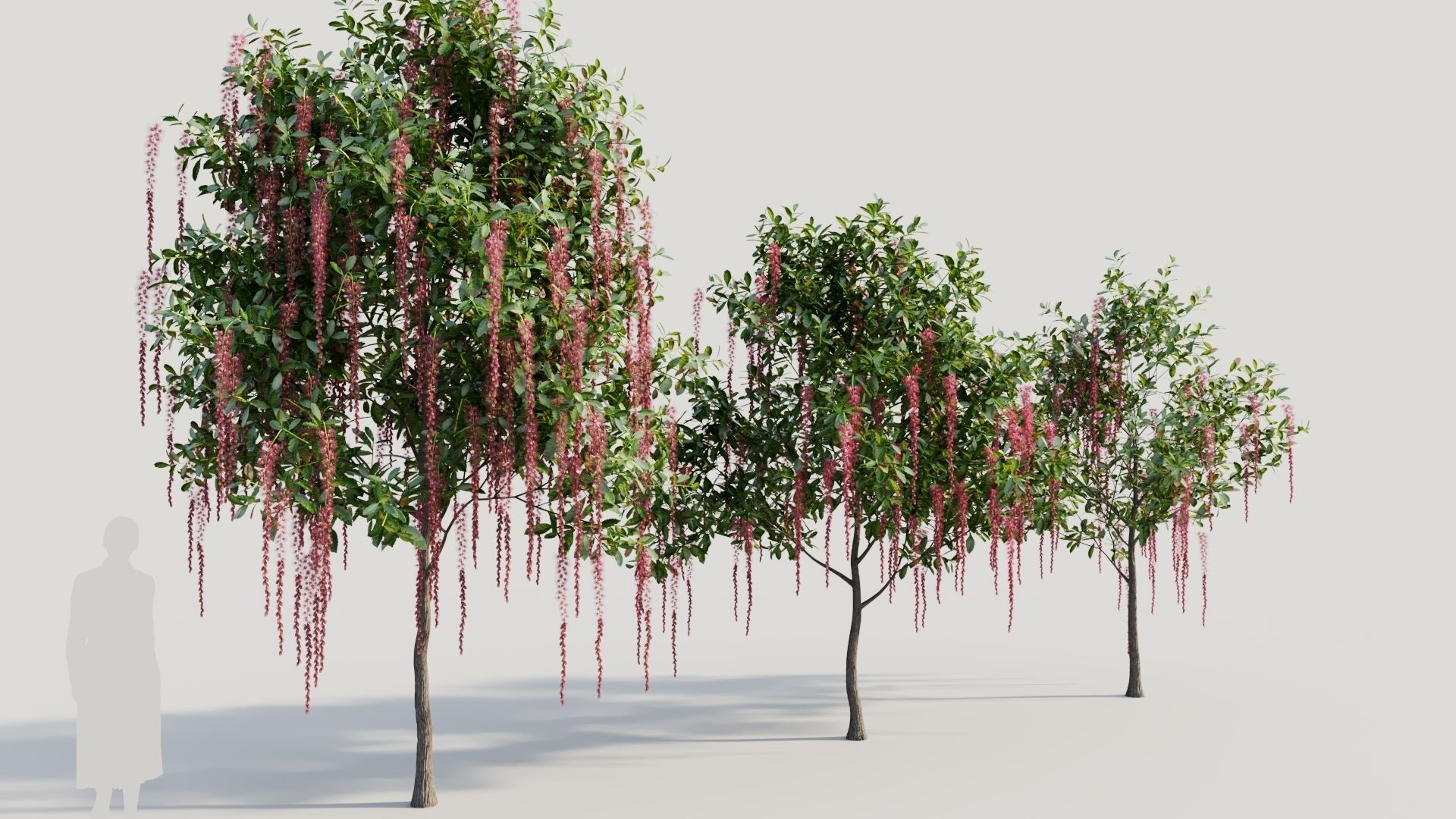 Barringtonia Acutangula c 3D model_3