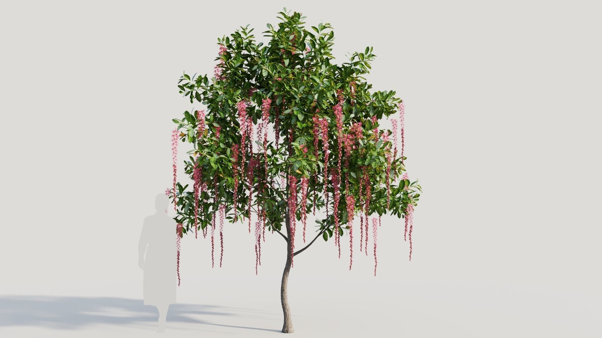 Barringtonia Acutangula c 3D model_6