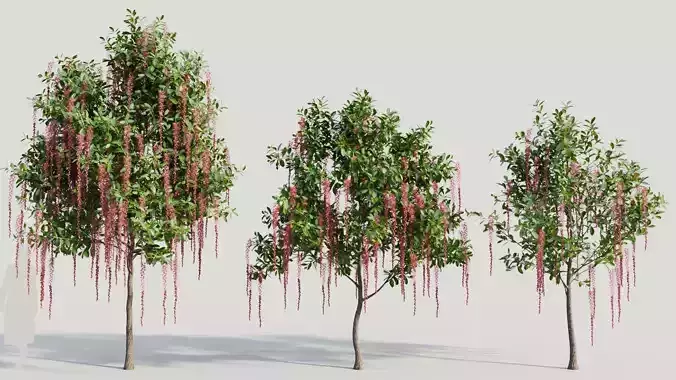 Barringtonia Acutangula c