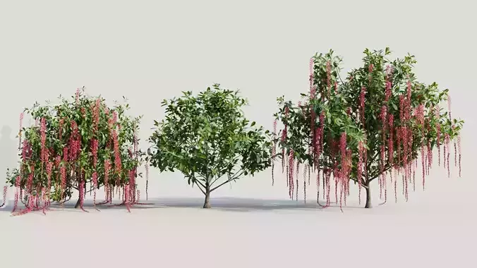 Barringtonia Acutangula d