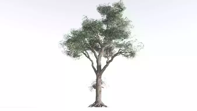 EVERYPlant Kauri Pine 2 --16 Models-- 3D model