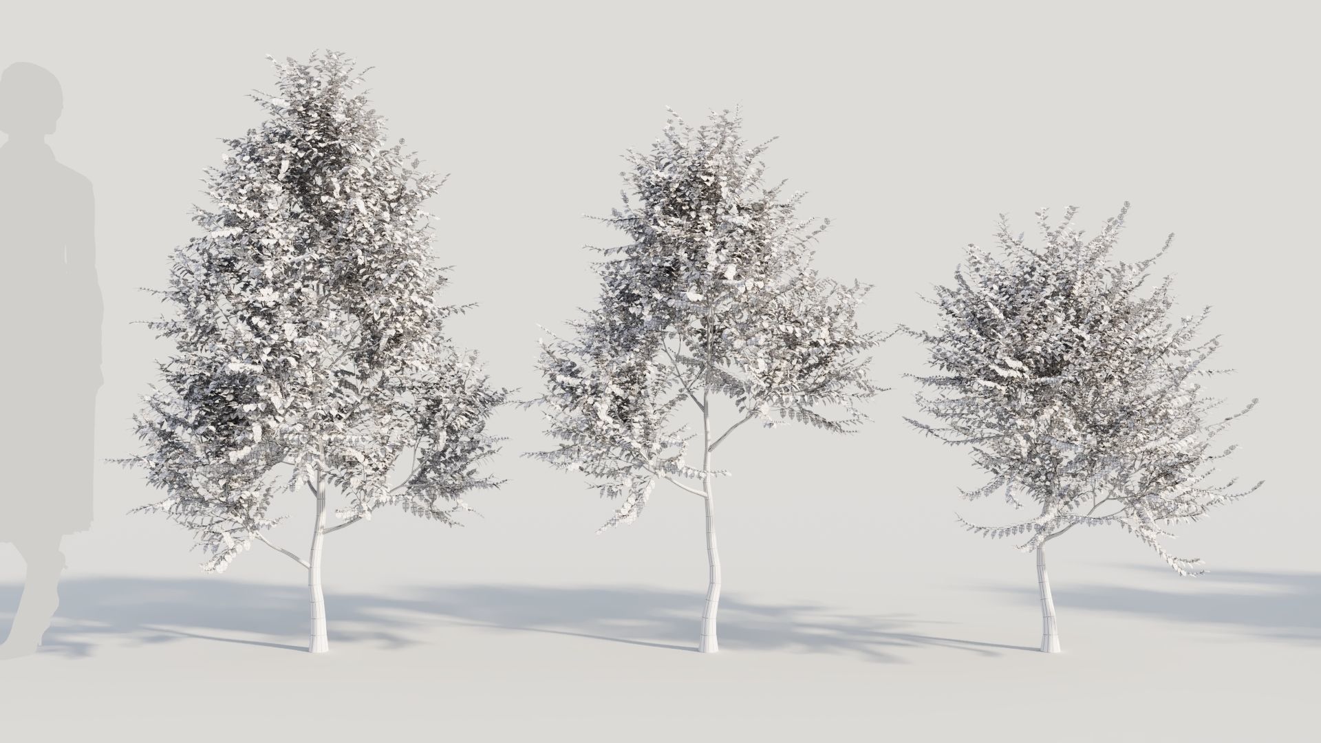 Breynia vitis idaea a 3D model_8