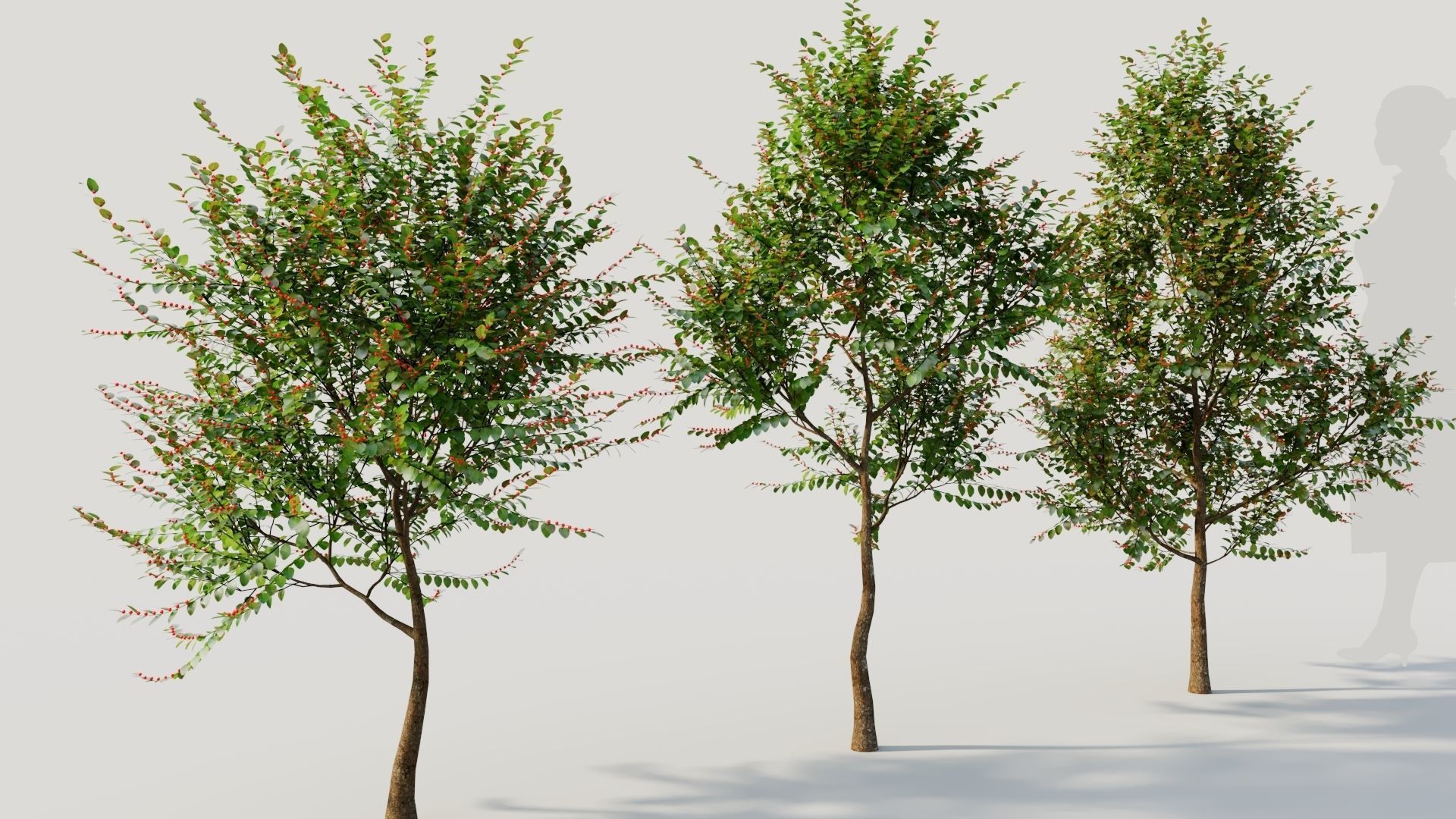 Breynia vitis idaea a 3D model_4