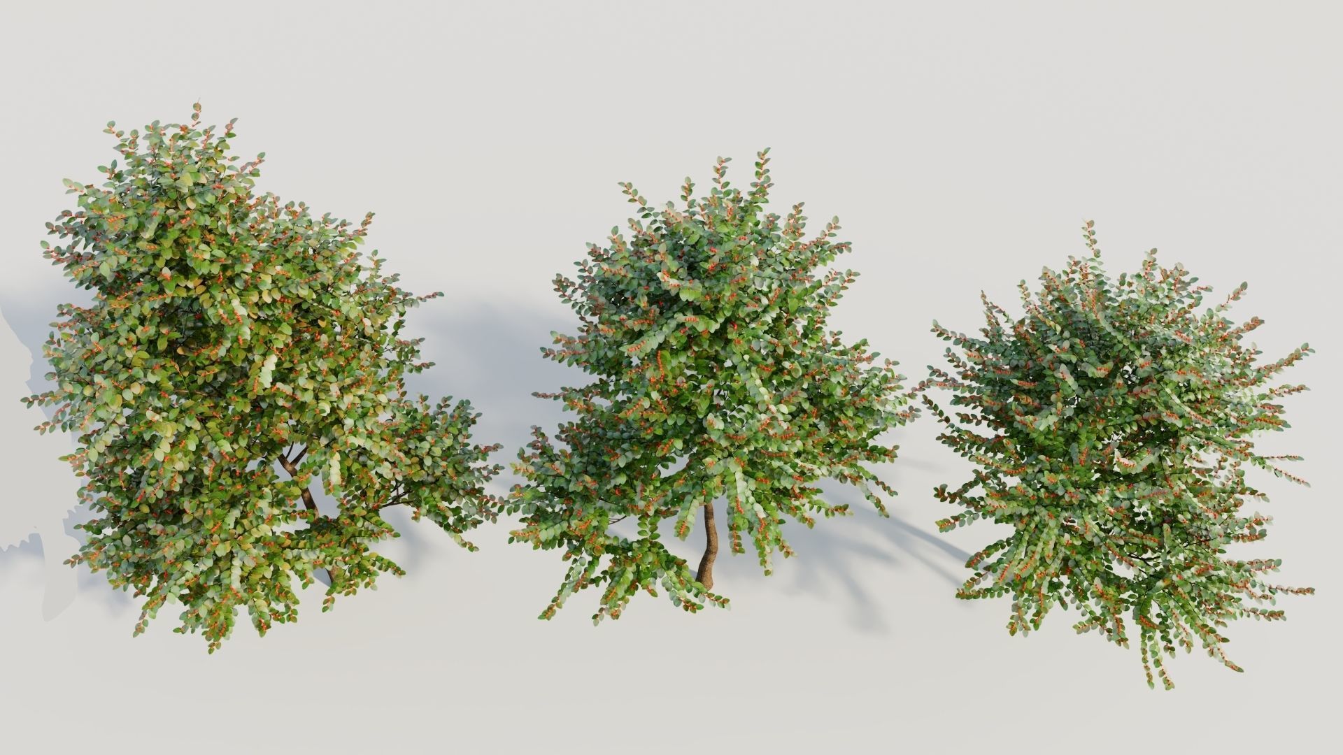 Breynia vitis idaea a 3D model_2