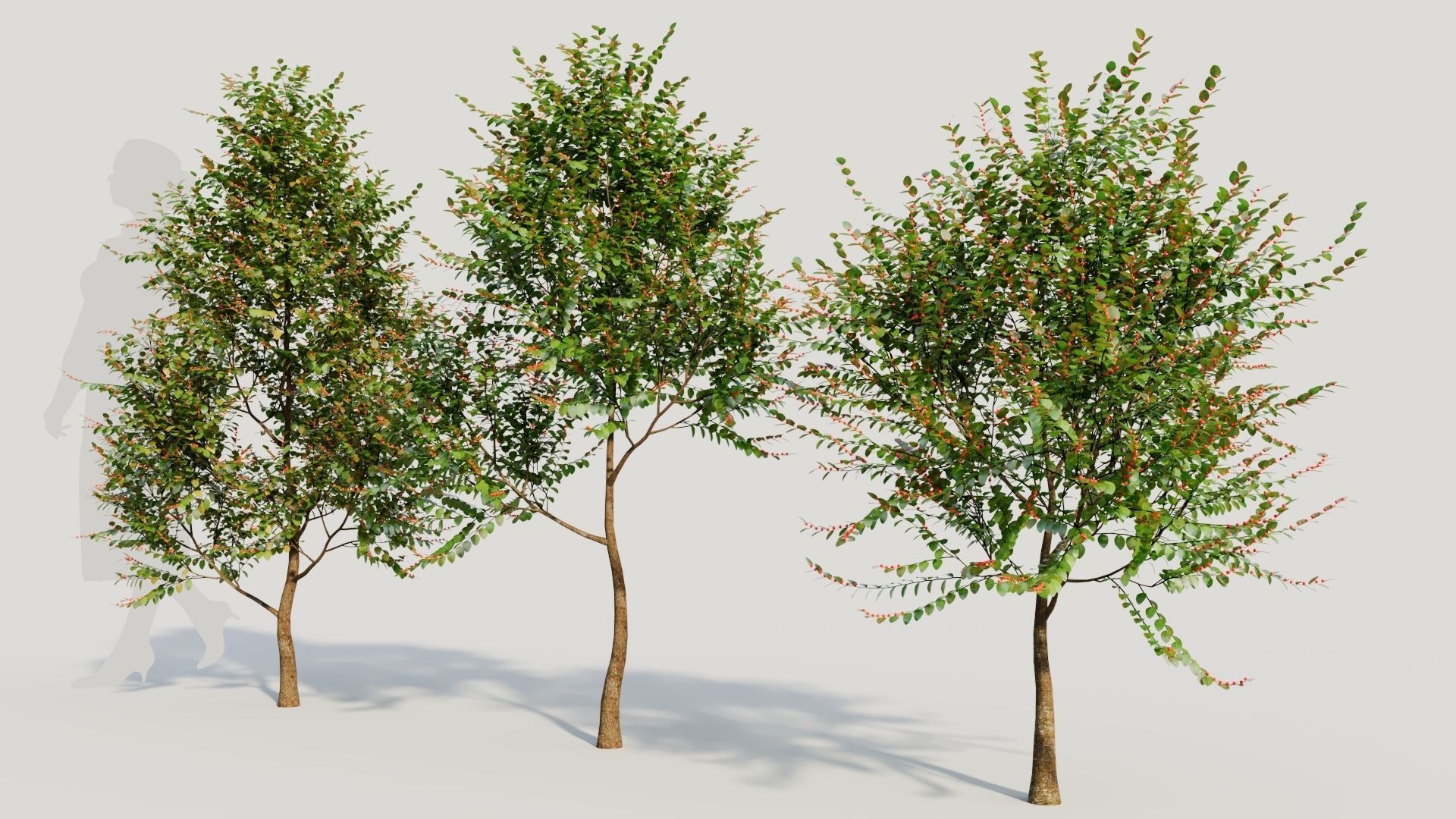 Breynia vitis idaea a 3D model_1