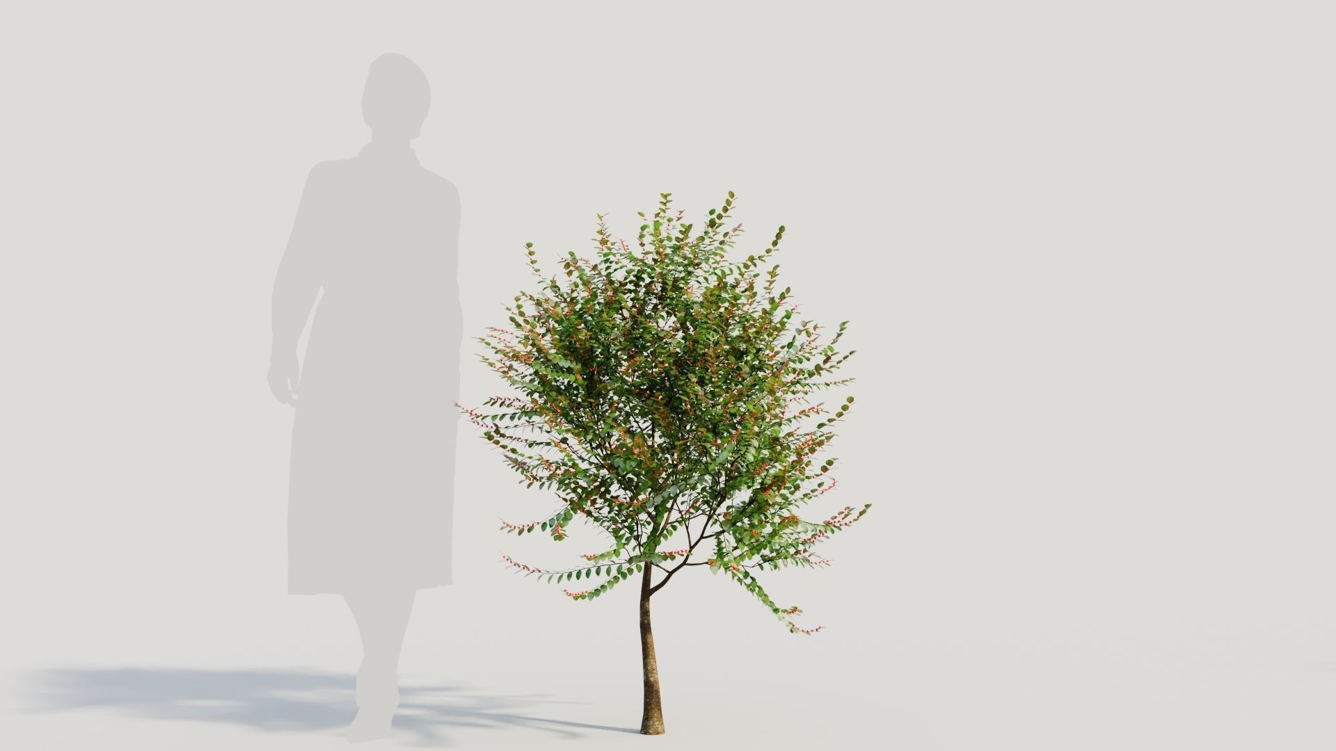 Breynia vitis idaea a 3D model_7