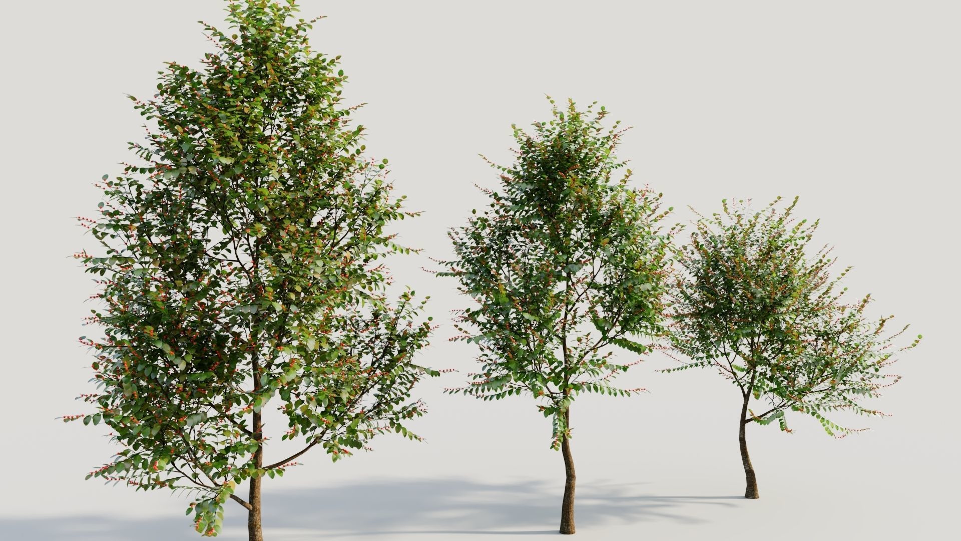 Breynia vitis idaea a 3D model_3