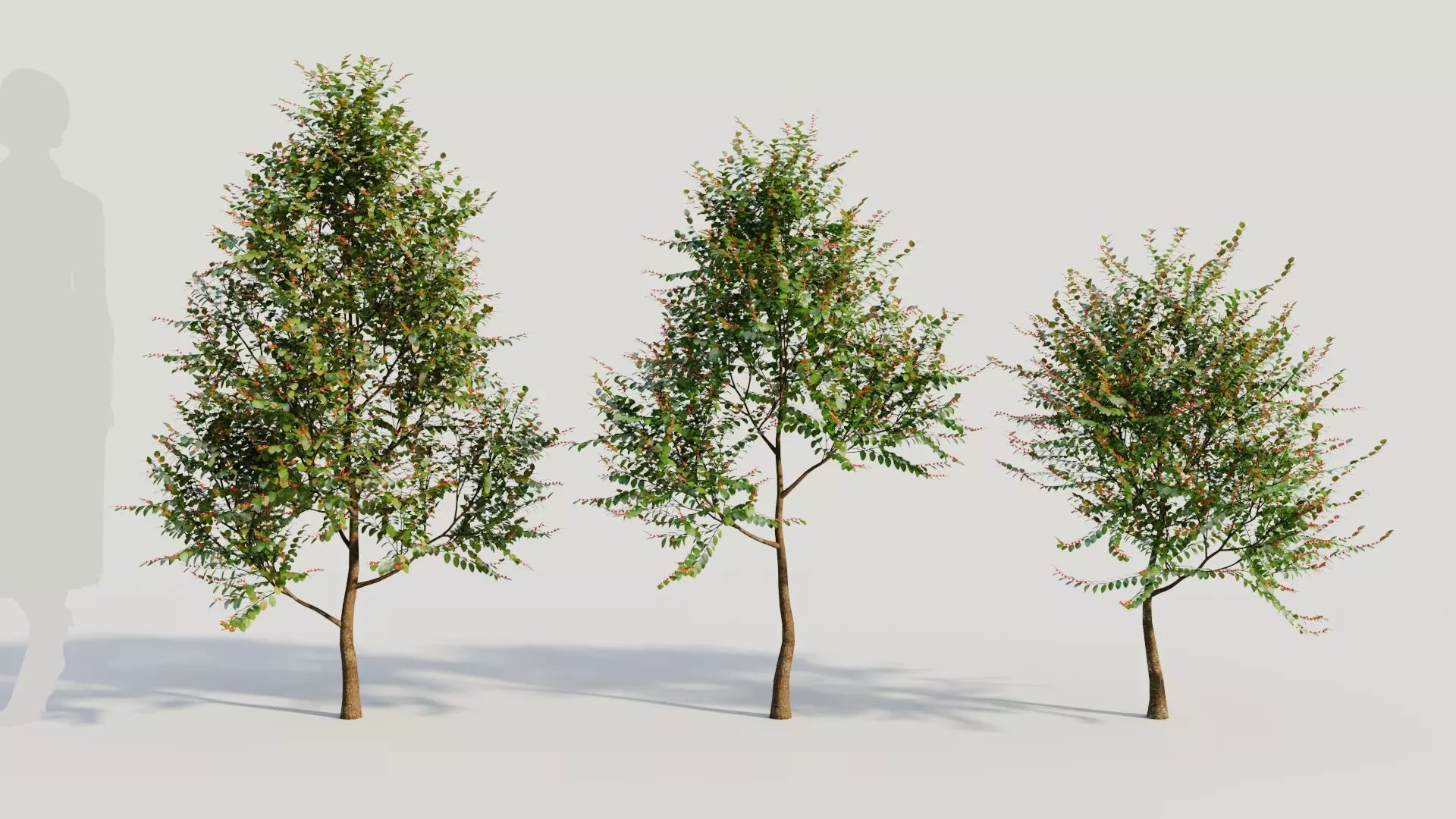 Breynia vitis idaea a 3D model_0