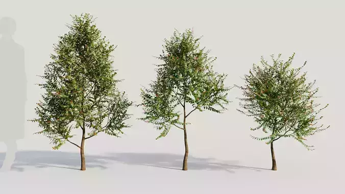 Breynia vitis idaea a