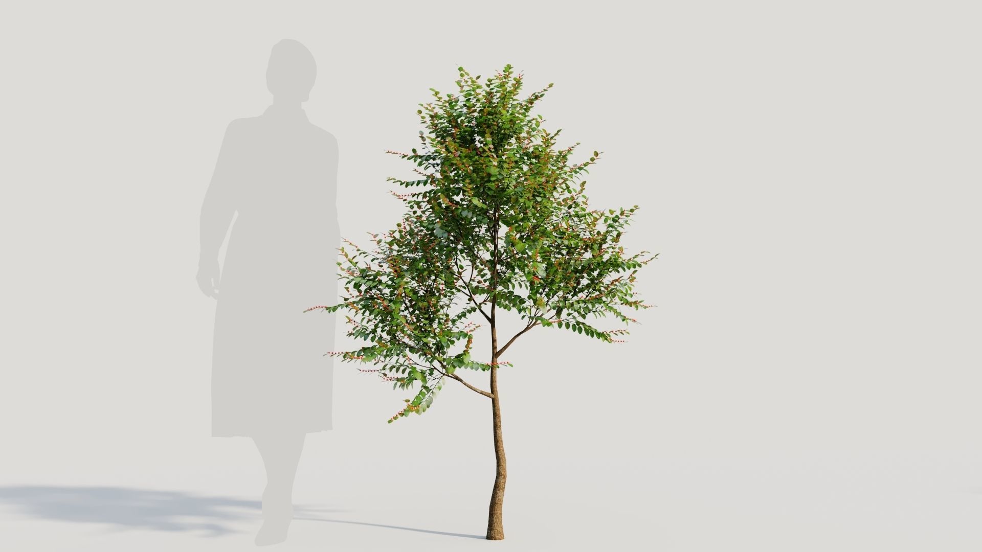 Breynia vitis idaea a 3D model_6