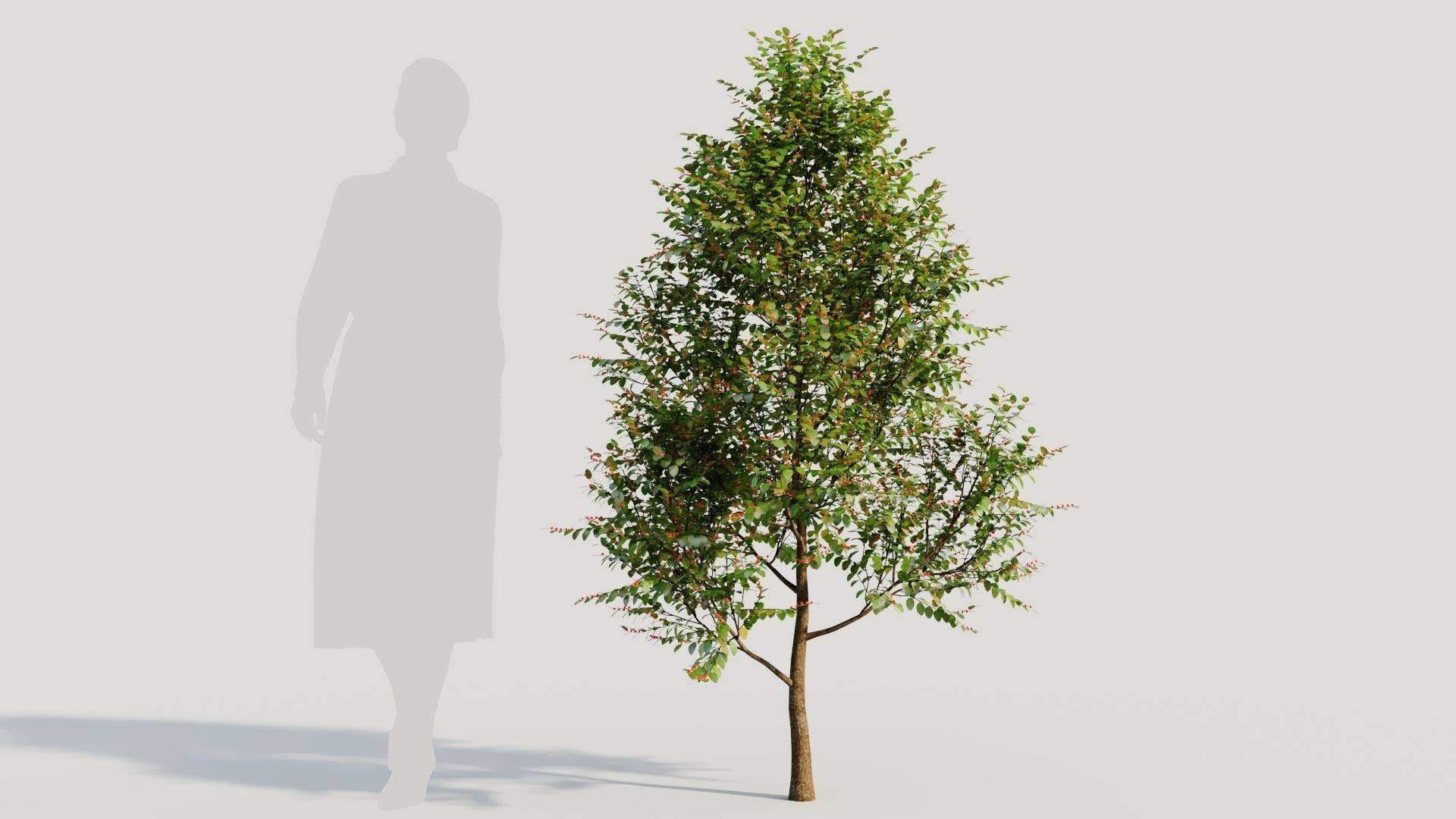 Breynia vitis idaea a 3D model_5