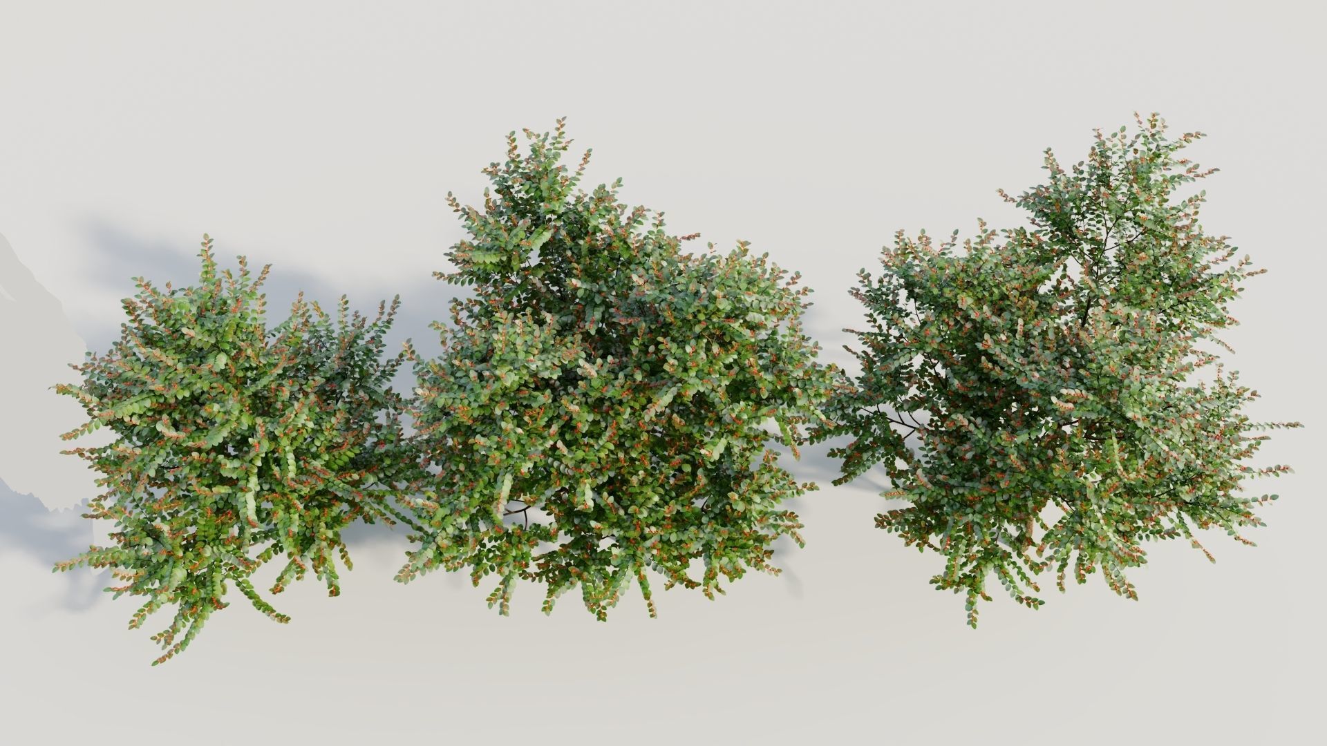 Breynia vitis idaea b 3D model_2