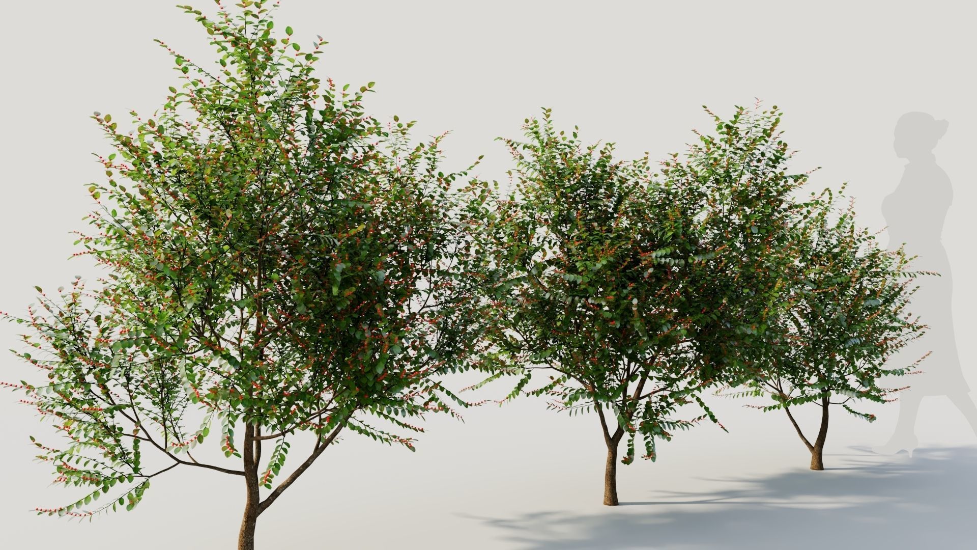 Breynia vitis idaea b 3D model_4