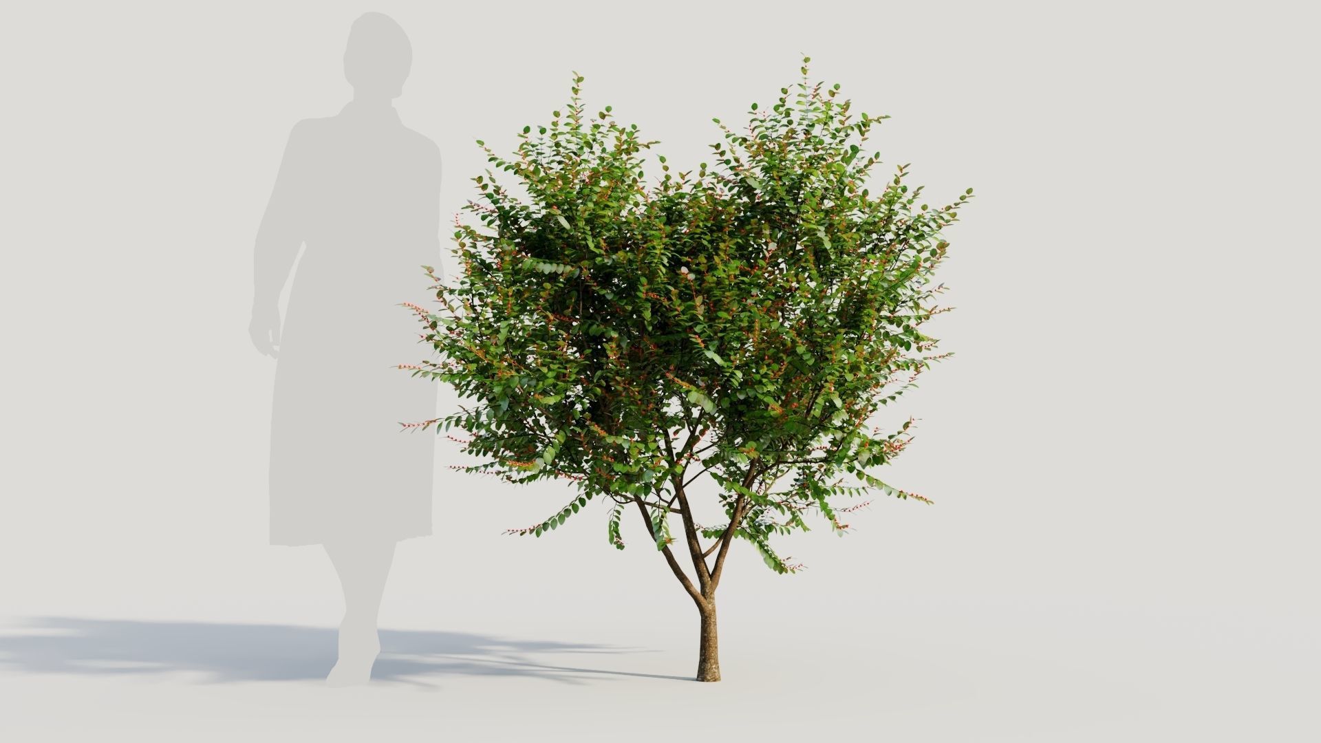 Breynia vitis idaea b 3D model_6