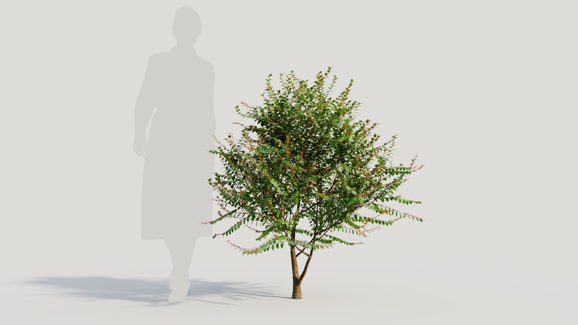 Breynia vitis idaea b 3D model_5