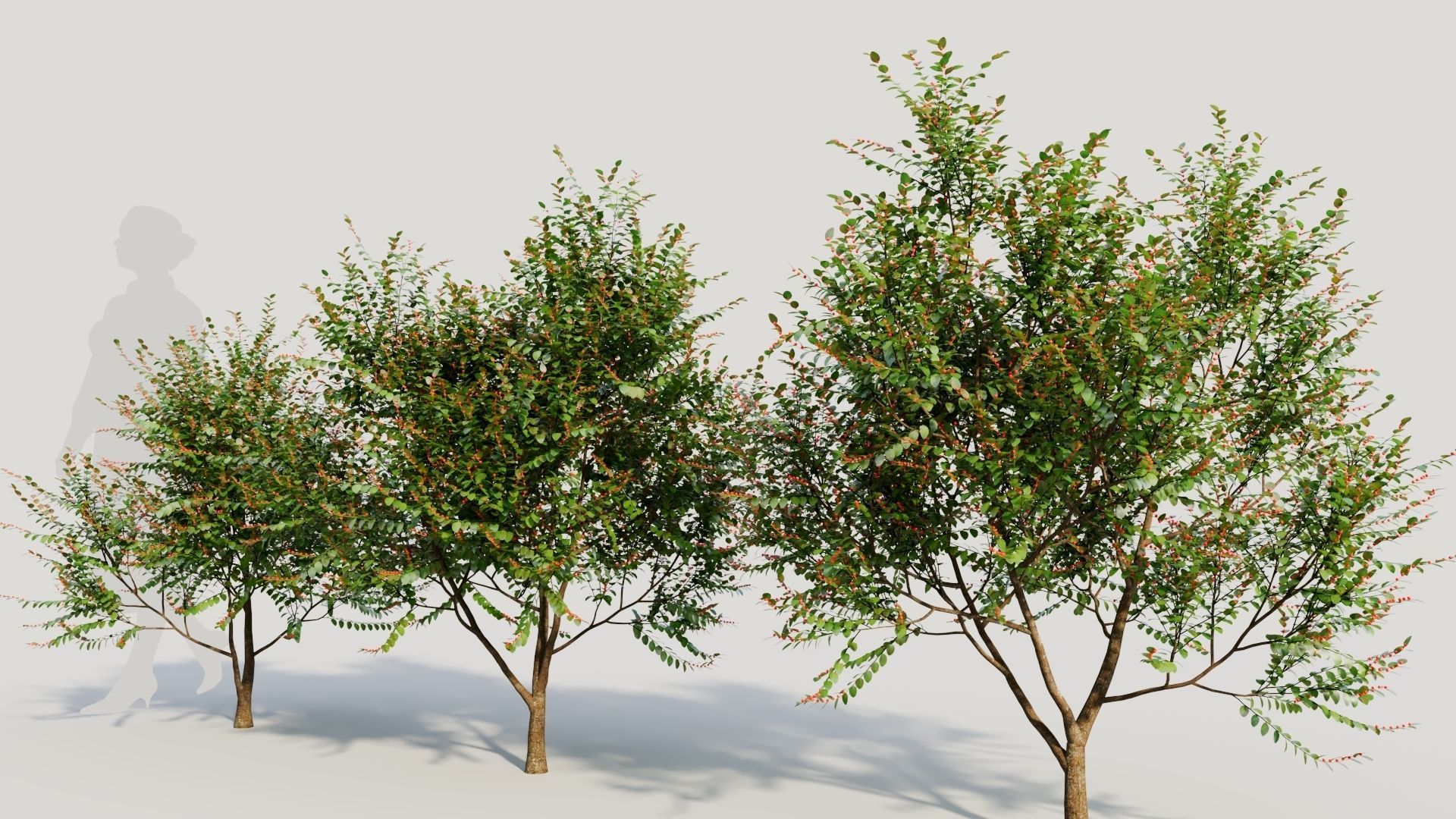 Breynia vitis idaea b 3D model_1