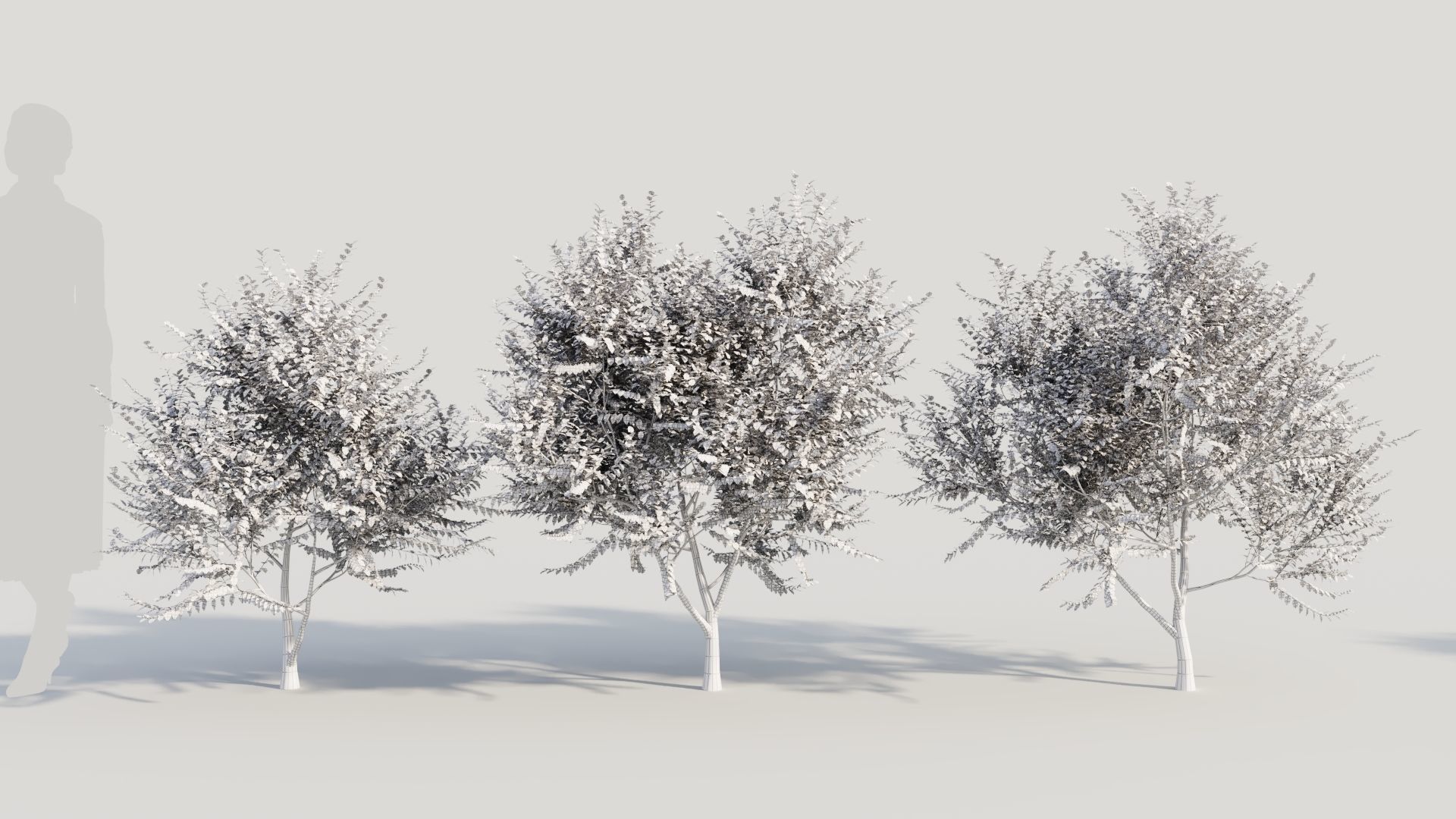 Breynia vitis idaea b 3D model_8