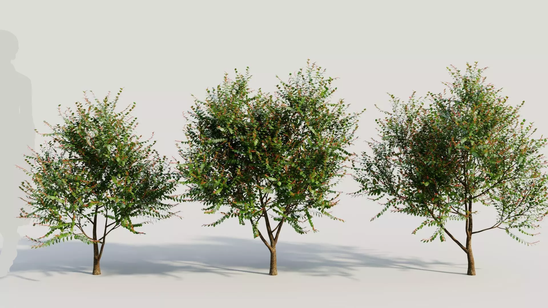 Breynia vitis idaea b 3D model_0
