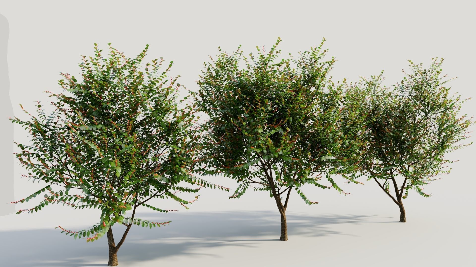 Breynia vitis idaea b 3D model_3