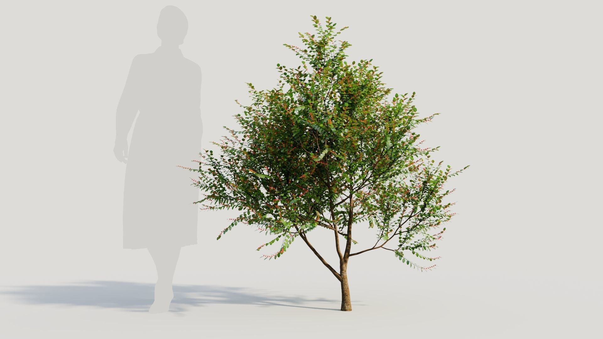 Breynia vitis idaea b 3D model_7