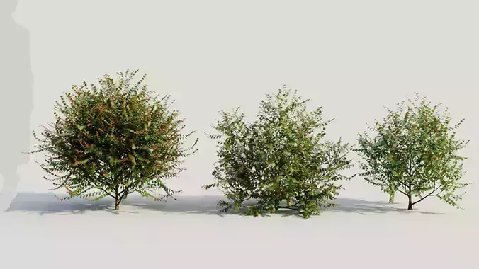 Breynia vitis idaea c