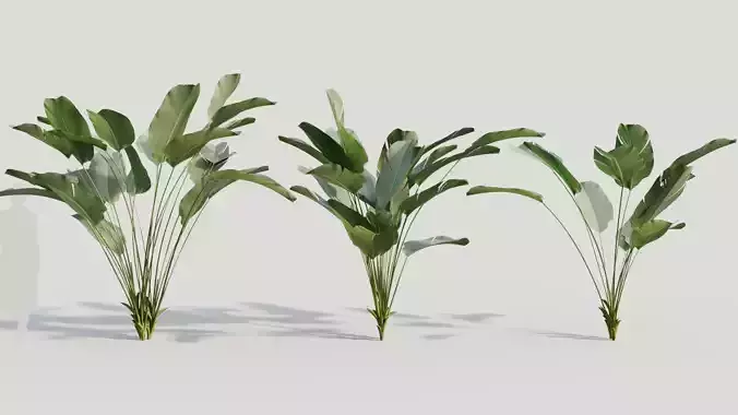 Calathea lutea a 3D model