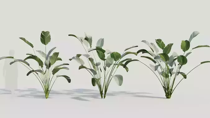 Calathea lutea b 3D model