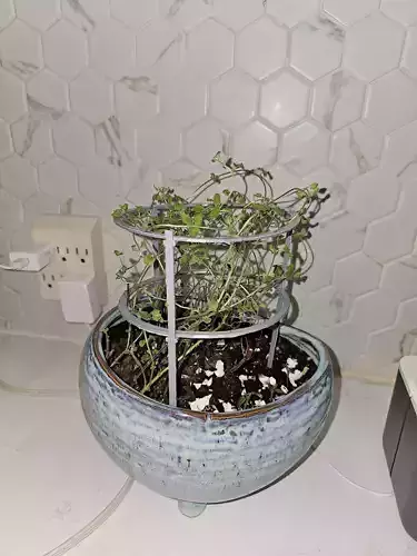 Circular Plant Supports - mini tomato cage