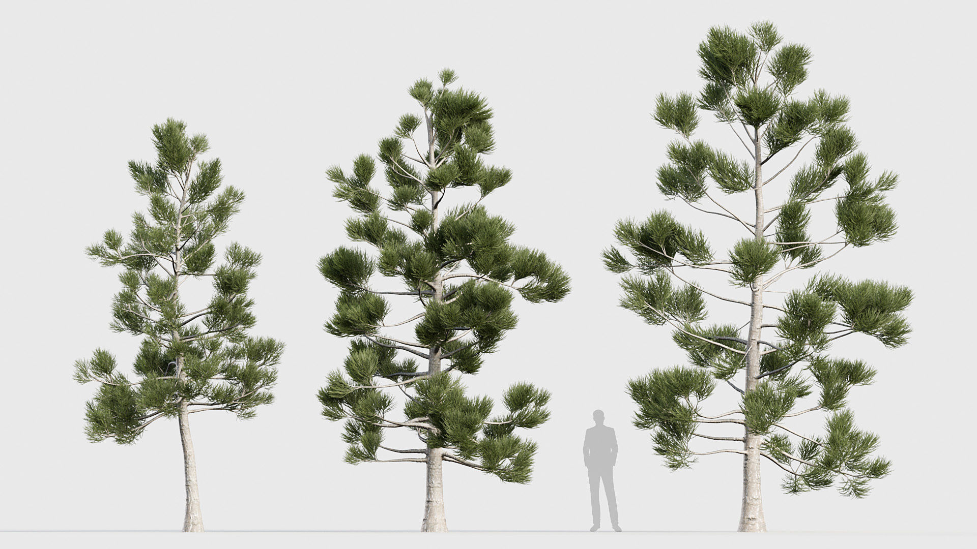 Package 03 Conifer Collection 3D model_9