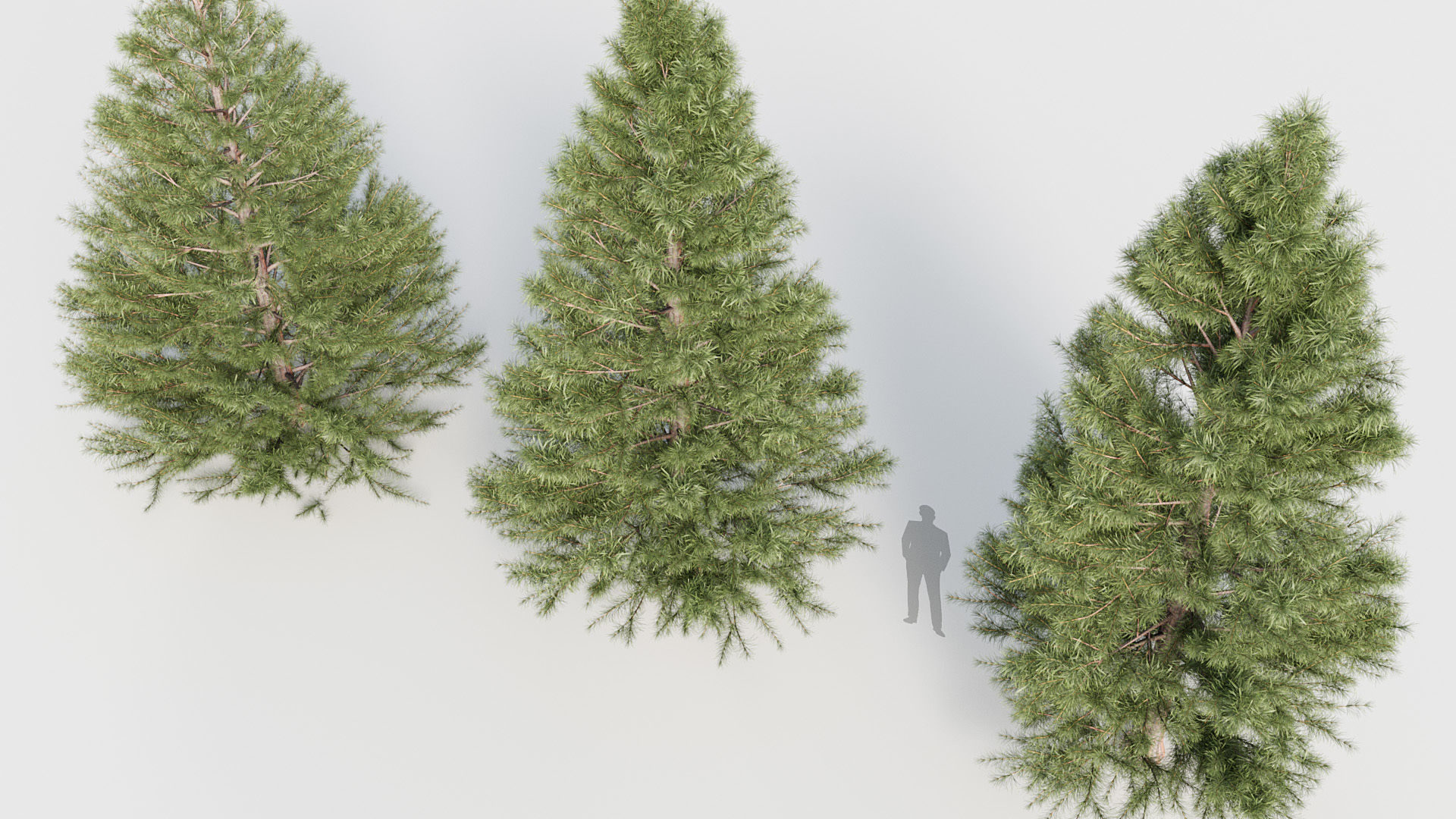 Package 03 Conifer Collection 3D model_66
