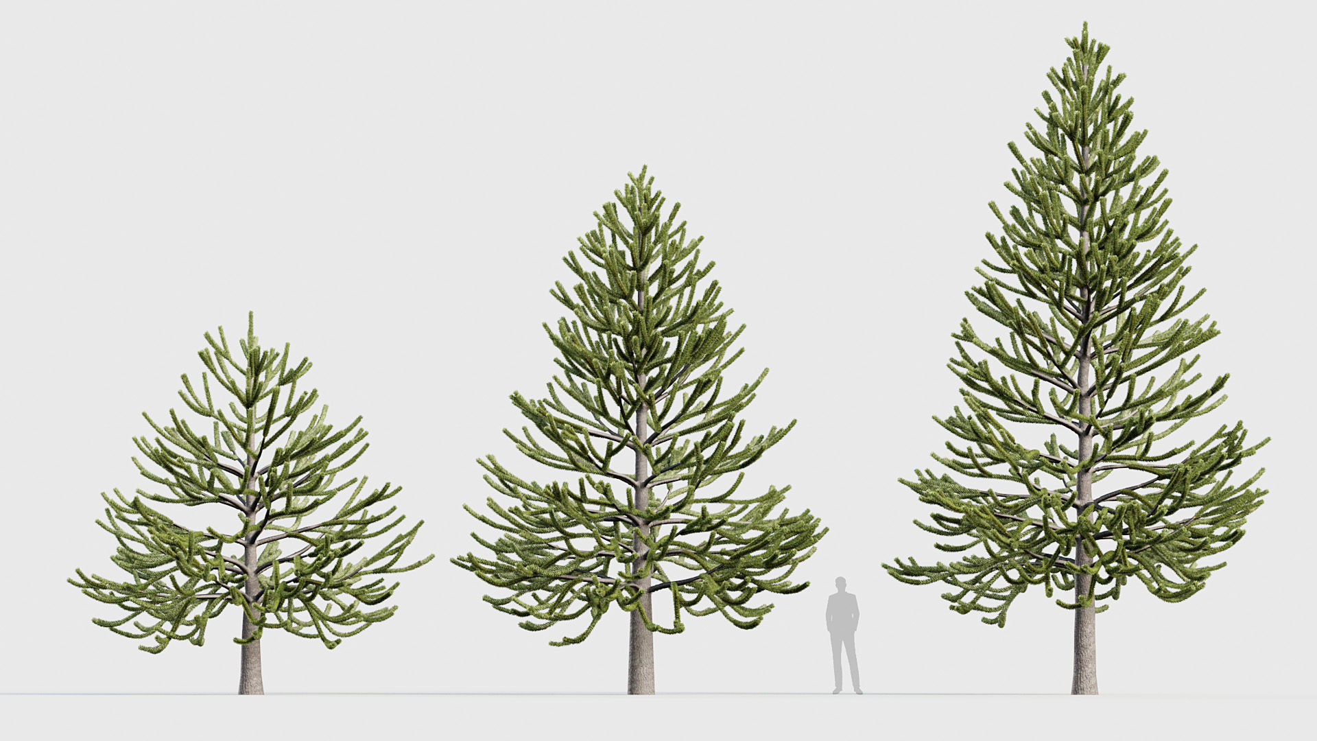 Package 03 Conifer Collection 3D model_3