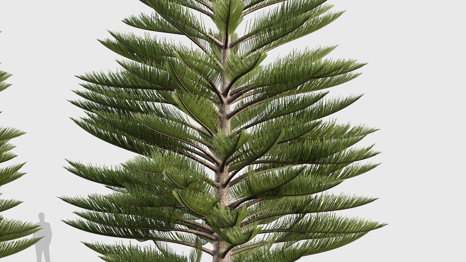 Package 03 Conifer Collection 3D model_17