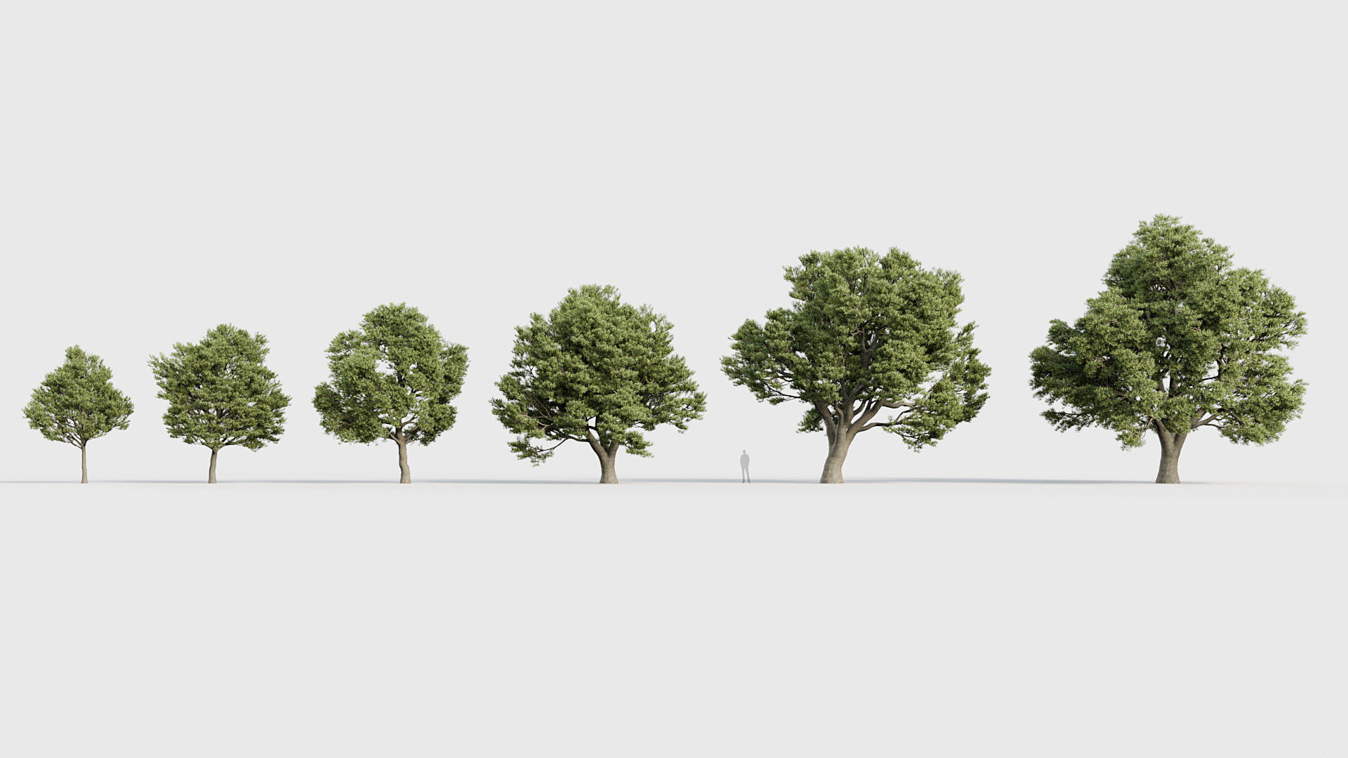 Package 03 Conifer Collection 3D model_56