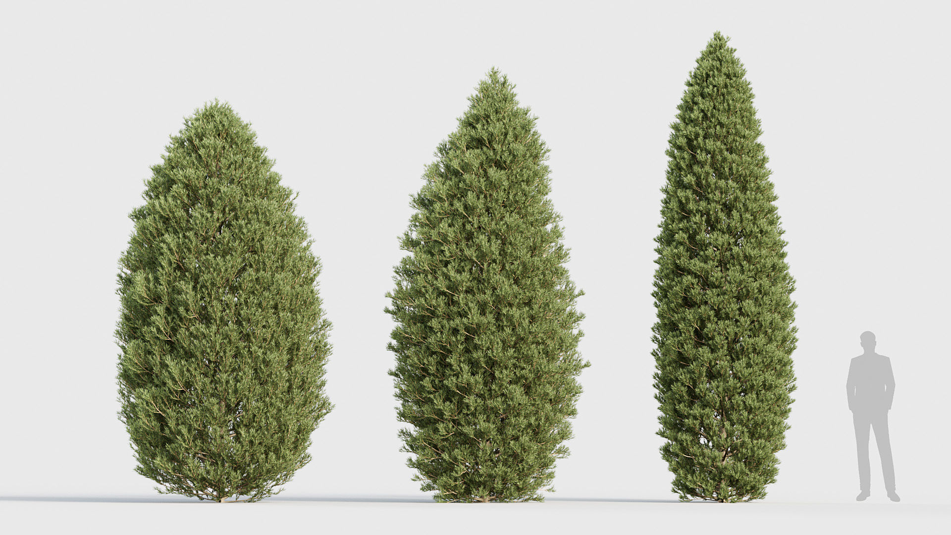 Package 03 Conifer Collection 3D model_21